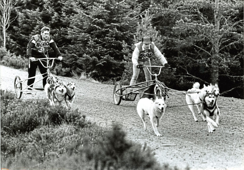 1989: Siberian Husky Club of Great Britain members Chris Anderson, of Peterhead, and Mark Nunn, of Oxford, have a practice run near Glenmore