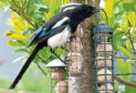 A magpie at a feeding station