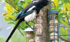 A magpie at a feeding station