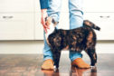 Only a handful of cats have tested positive for Covid-19 across the world
