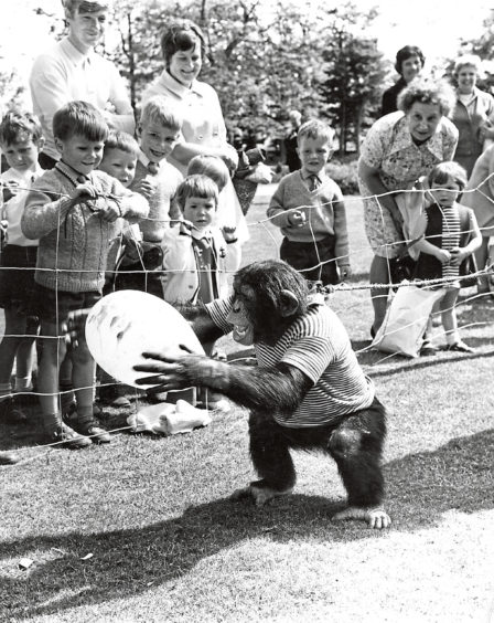 1970: Humphrey the chimp entertains the crowd as he plays with a balloon.