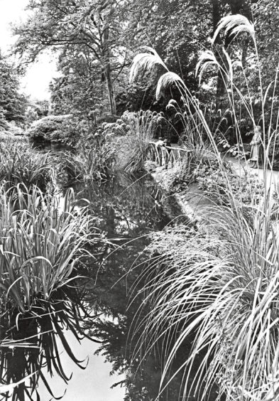1981: The beauty of the gardens is enhanced by the tall grass which overhangs the water, drawing an admiring look from a visitor.