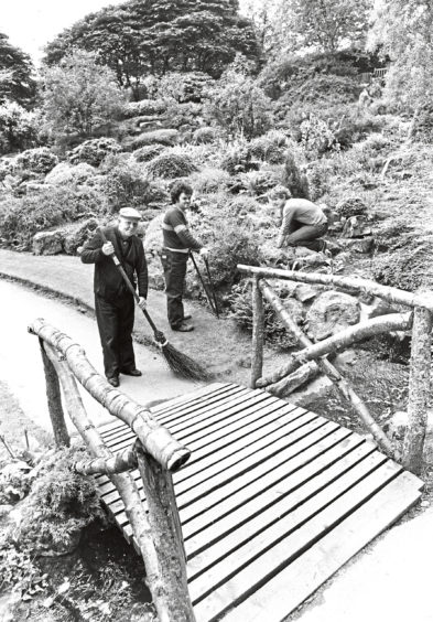 1989: Iris Walker, gardener in charge at Johnston Gardens look at the gap between the rhododendron bushes where one was stolen by vandals.