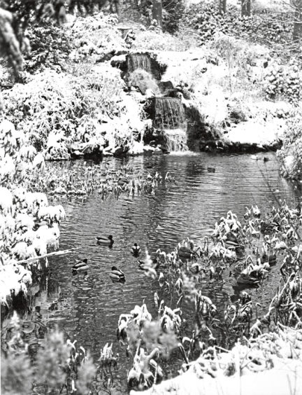 1981: Lucky duck  this contented resident of the Johnston Garden pond, enjoying a paddle with a younger playmate, is the happy outcome of a rescue story.