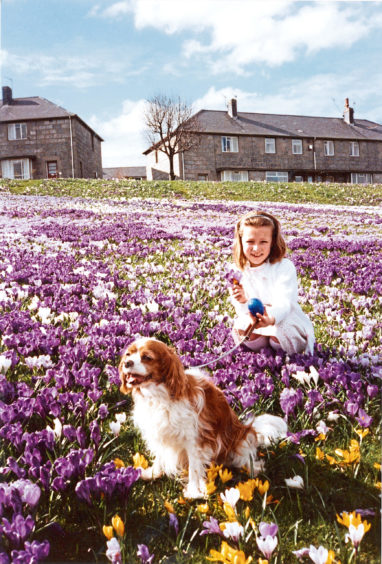 1991 - Pretty Jillian Sim, from Edinburgh, was on holiday visiting her grandparents Betty and Ian Thomson, of Garden Crescent, Aberdeen, when their dog Pepper led her astray into the flower beds at Kincorth  but, although Pepper was quite happy to have a seat there, Jillian decided I was not really a good place to roll her Easter egg.

Herald 20.03.1991