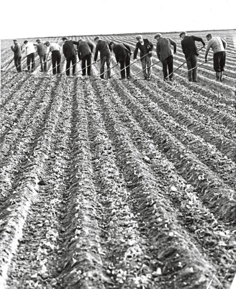 1955 - A line of people work the field together near Inverurie