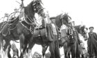 1930s - Horses adorned with fancy harnesses and other tack draw admirers in this farming scene