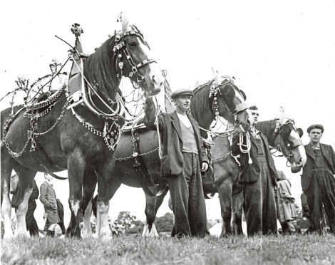 1930s - Horses adorned with fancy harnesses and other tack draw admirers in this farming scene