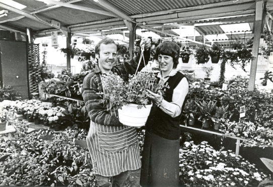 1985: In the plant house, manager Marion Frewing and plant house manager Jimmy McRae prepare a hanging basket assortment for a customer, against a backdrop of hundreds of bedding plants.