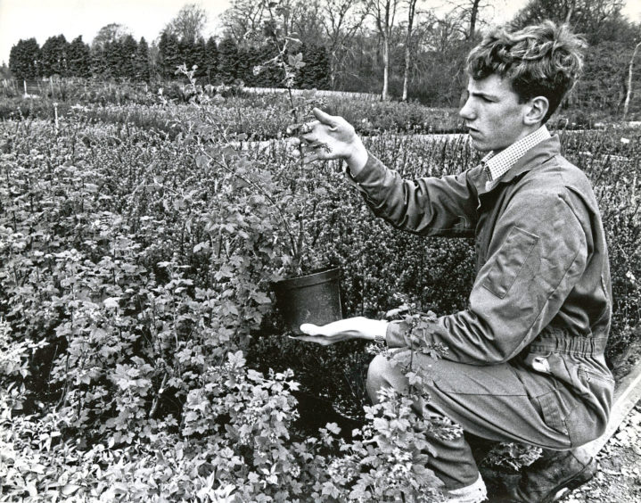 1990: Nursery assistant David Taylor with some of the shrubs in the Findlay Clark nursery at Hazlehead Garden Centre.