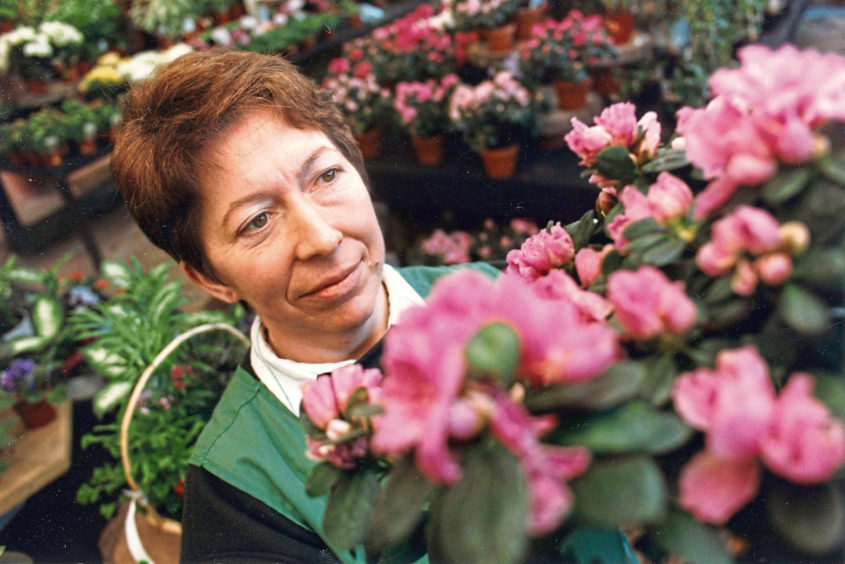 1992: House plants assistant Kathleen Fraser casts an expert eye on some azaleas.