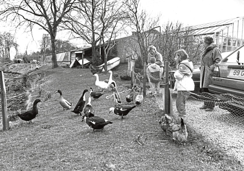 1987: The ducks are always eager for a spare crumb and a great favourite with children at Findlay Clark's Garden Centre.