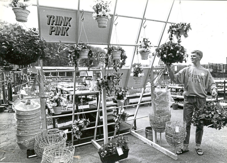 1988: Findlay Clark Garden Centre manager Kenneth Mitchell arranging the eye catching Think Pink display in the outdoor section.