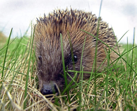 Noel Hawkins is looking to help the local hedgehog population in Ullapool.  Image: Andrew Milligan/PA Wire.