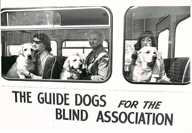 1981: Guide dogs leaving the training centre on the Guide Dogs for the Blind Association.