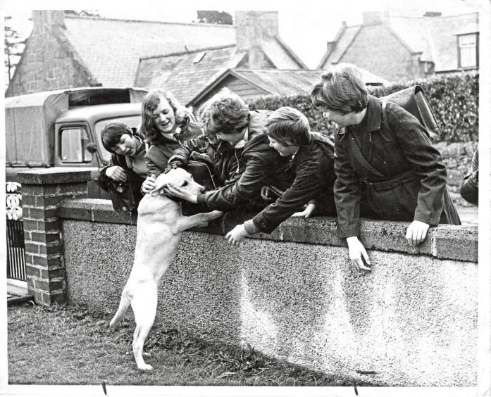 1969: Schoolchildren stop at Ryehill Alford, to pet Petra.