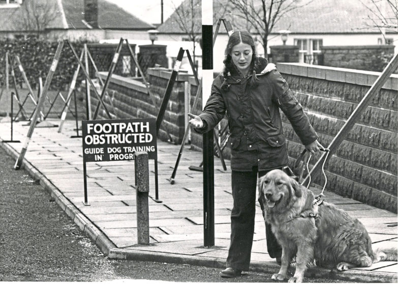 1980: Anne Suttie training a golden retriever at the Guide Dog Centre's obstacle course.
