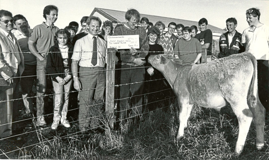 1990 - Shirley the Charolais calf looks to be helping with the  presentation of a £200 cheque raised in Belhelvie