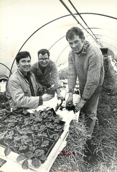 1992 - The first strawberries with assistant farm  manager Harry Taylor, right, and trainees  Graeme Rattray, left and Grant Rowson