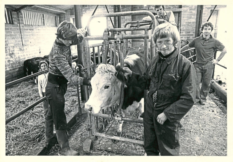 1979 - Gordon Simpson and his colleagues with the  calves at Easter Anguston Training Centre