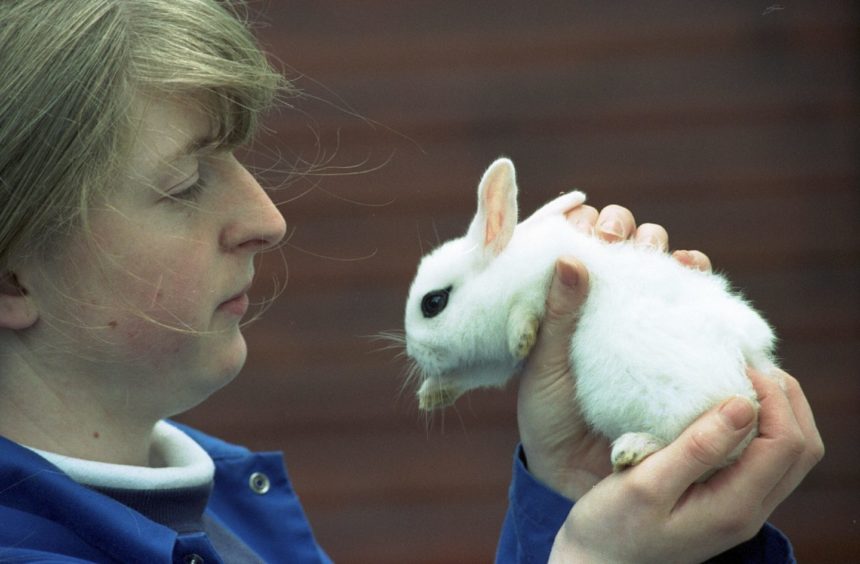 1997 - Alison Fyfe handling a rabbit at Hazlehead Pets Corner. Alison is studying for her 1 year National Certificate in Small Animal Care at Aberdeen College.