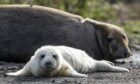 People are being warned that despite being "cute and cuddly" seal pups on the Aberdeenshire beach can still deliver a "nasty bite". Image: PA