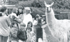 A media-friendly llama poses for the newspaper photographer and seems to ignore its visitors