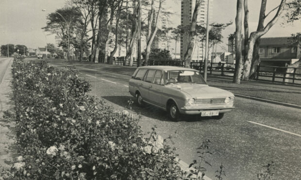 Roses still bloom in profusion on Anderson Drive, Aberdeen, the Britain in Bloom city.  6 October 1971.