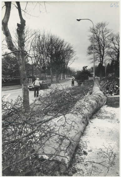 Trees being felled on Anderson Drive, Aberdeen.  8 August 1984.