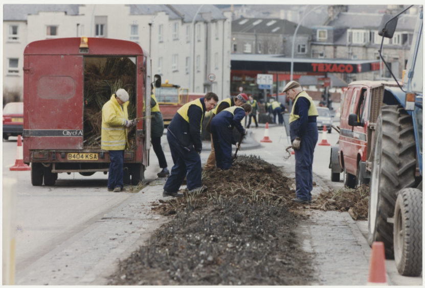 Council workmen tend the roses in north Anderson Drive, Aberdeen.  11 March 1992.