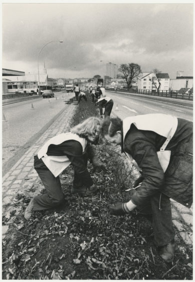 Tackling the thorny problem are Aberdeen District Council leisure and recreation department empires Alan Findlay (left) and James Michie as they prune the roses on Anderson drive, Aberdeen.  10 March 1980.