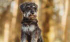 He might be a Miniature Schnauzer, but this week’s star pet Angus makes a big impression with a