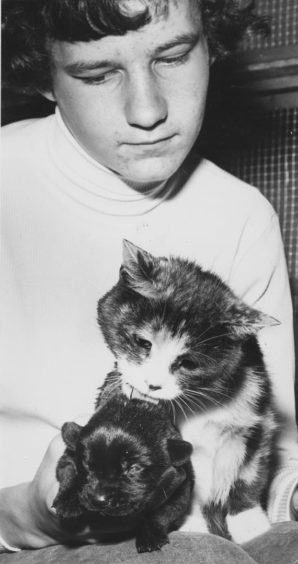 1979: Milky the cat is a proud and doting mother who is in for the shock of her life.
For the lovable black bundle of fluff she has been weaning and showering with affection for the past two weeks is a puppy! 
No ordinary pup, of course, but a pure bred Labrador of the highest breeding.