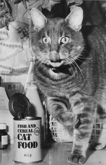 1984: Handsome cat, Smokey, pet of Mrs Sandra Morrice, 1 Jesmond Avenue, Bridge of Don, knows what keeps him sleek and adorable, so he doesn't always wait until official meal times. Sometimes he helps himself to a small snack on the sly. Beats raking through a smelly dustbin!