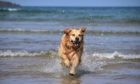 Who needs Baywatch? Golden Retriever Ozzy makes a splash in Cruden Bay while out with Ruth Sneddon.