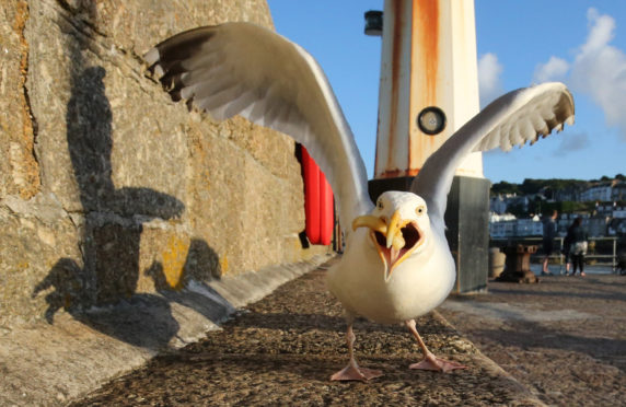 Experts say seagulls learn, remember and even pass on behaviours.