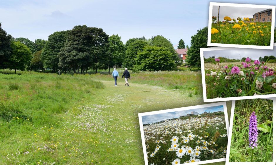Wildlife and plants encouraged to grow in new green spaces across Aberdeen.