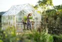The weather protection offered by a greenhouse means gardening can continue through the winter months.