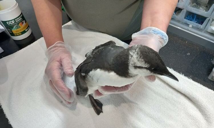A starving guillemot bird in recovery at the New Arc wildlife rescue centre in Aberdeenshire.