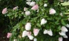 The delightful hydrangea paniculata 'Vanille Fraise'..