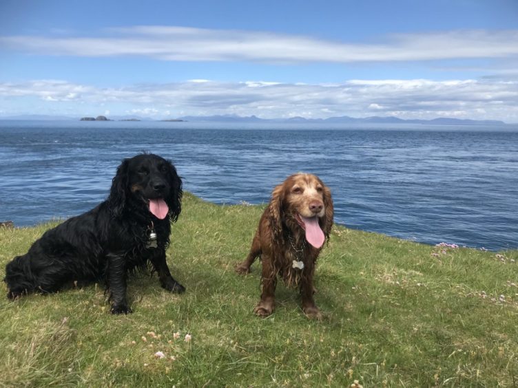 The tongues were wagging as Dileas and Chacco had a walk to the lookout post at Rubha Hunish at Uig on the Isle of Skye where they’re lucky to live with their doting owners, the Madigans.