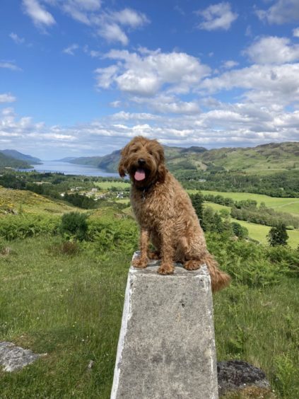 Happy to pose for a photo with Loch Ness in the background is seven-year-old Tess, who lives with Steve Parker in Fort Augustus.