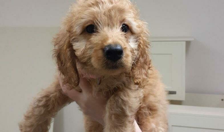 A cockapoo puppy that was rescued 