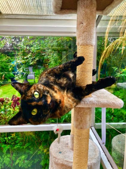Crazy cat Cleo was caught on camera getting her morning workout at home in Laurencekirk in this snap supplied by John McArthur.