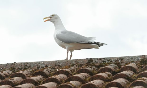 A gull on a rooftop in Elgin