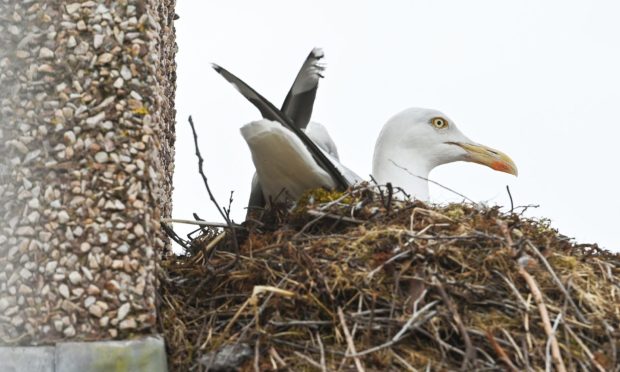 Elgin Community Council is looking for people to get in touch  with their experiences with gull via a survey on the group's Facebook page. Image: Jason Hedges/DC Thomson