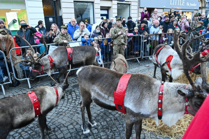 Reindeer in Elgin centre. Picture by JASON HEDGES