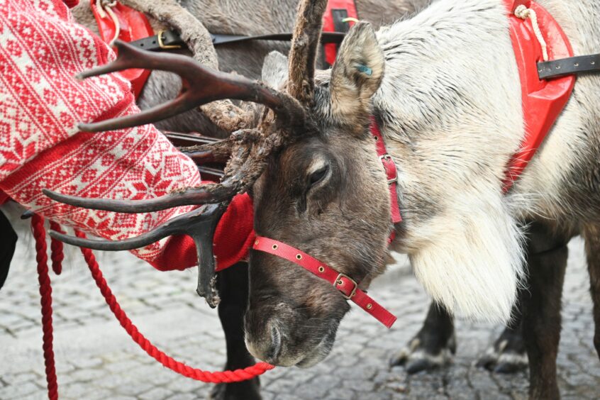 Reindeer in Elgin centre. Pictures by JASON HEDGES