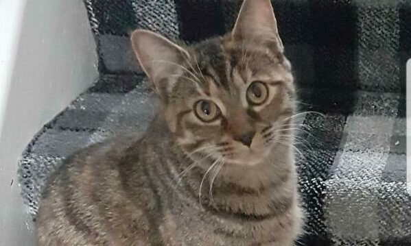 Maddie the tabby cat who went missing over two years ago.