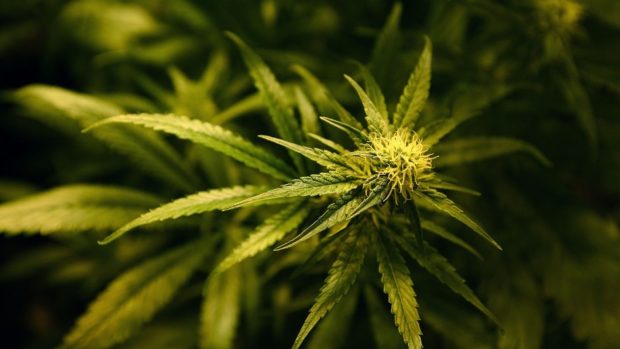 Albanian gangsters forced man to tend £110,000 Aberdeen cannabis farm